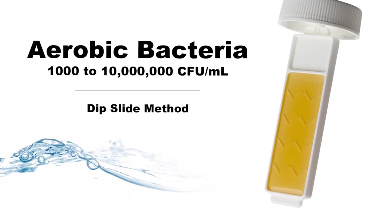 Aerobic Bacteria Test Using the Dip Slide Method