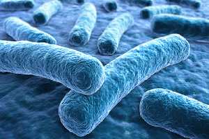 Legionella pneumophila. Legionella is a potentially dangerous bacteria
