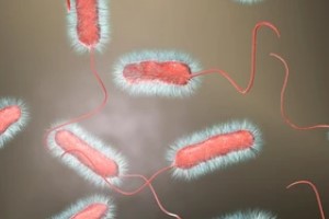 Legionella Bacteria
