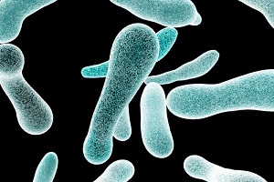 Legionella bacteria with black background
