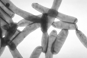 legionella pneumophila bacteria group
