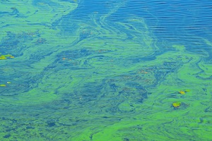 green streaks on the blue surface of the water during duckweed blooming