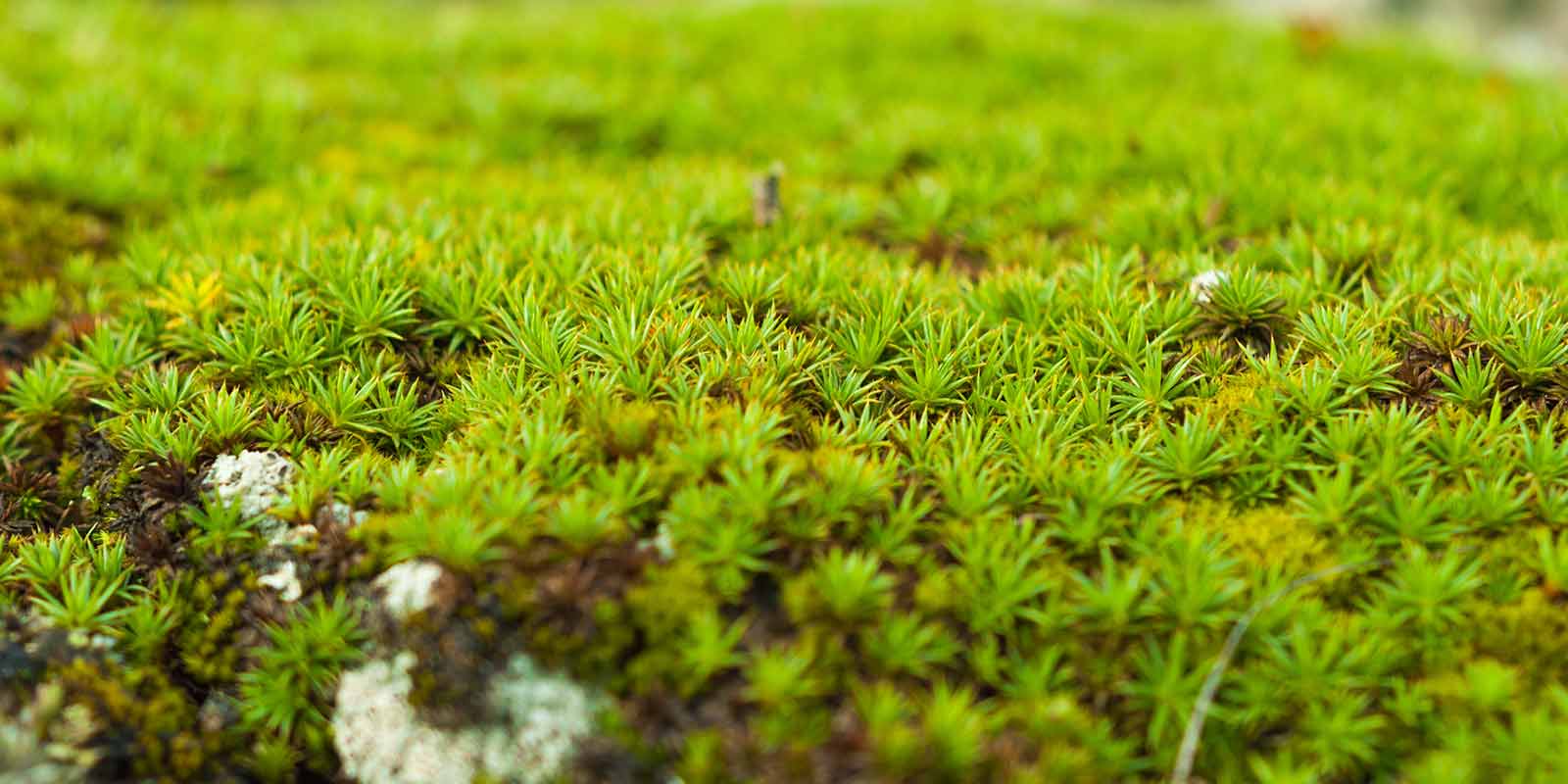 Sphagnum Moss: 5 Creative Uses You NEED To Know 