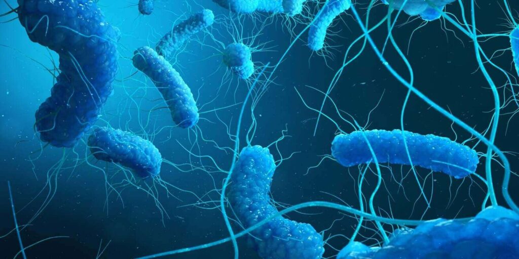 bacteria such as salmonella, escherichia coli, yersinia pestis, klebsiella